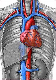 Cardiovascular System Illustration