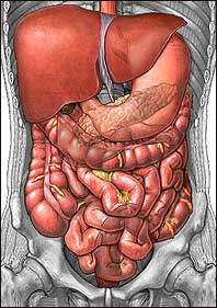 Digestive System Illustration