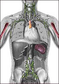 Immune System Illustration