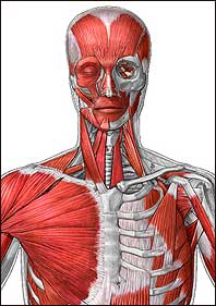 Muscular System Illustration