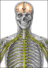 Nervous System I Illustration