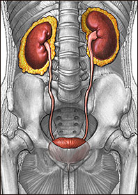 Urinary System Illustration