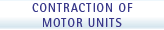 Contraction of Motor Units